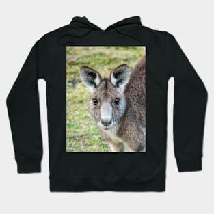 Eastern Grey Kangaroo Hoodie